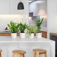 4x Plante d'intérieur purificatrice d'air - Mélange incl. cache-pots blancs - Ensembles de plantes d'intérieur