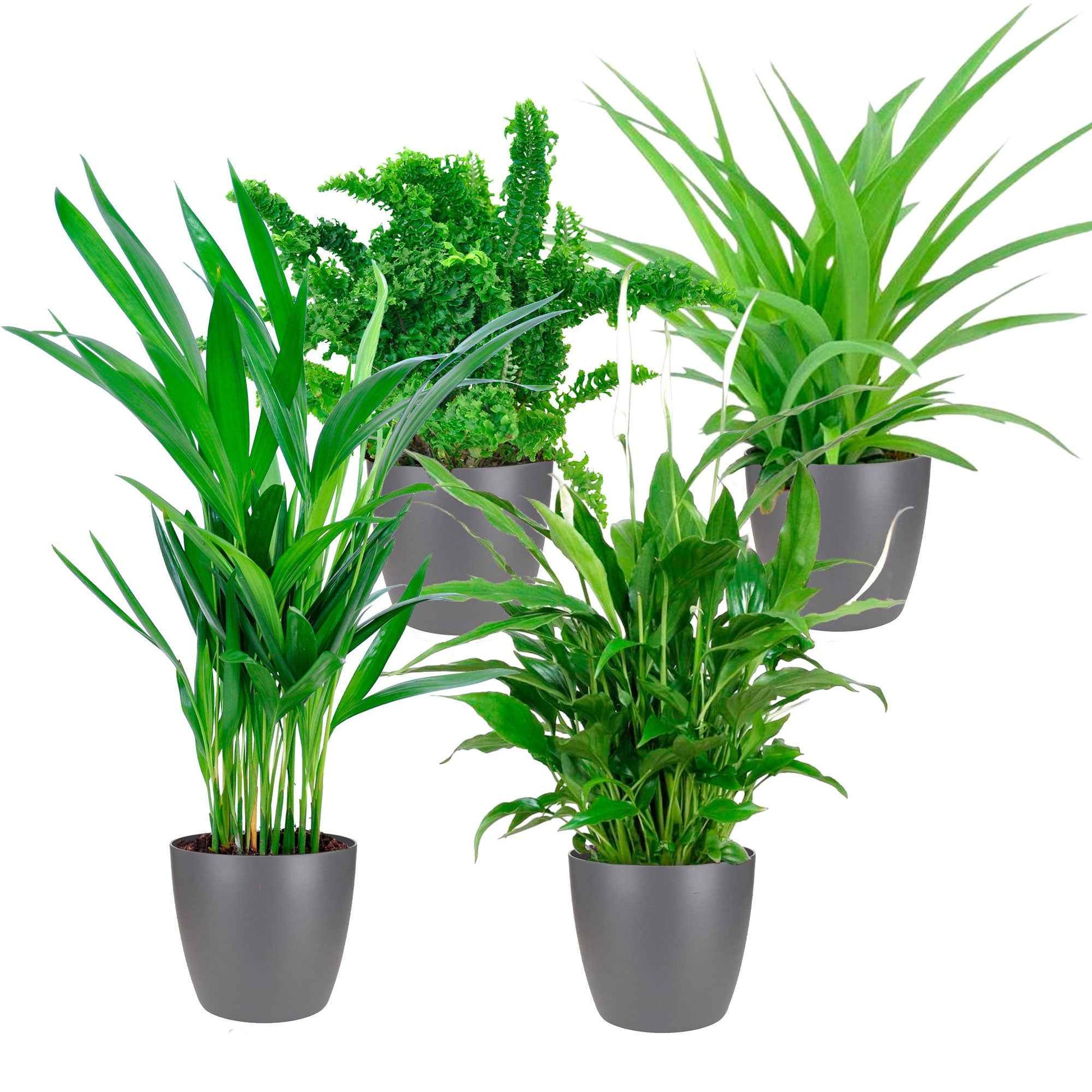 4x Plante d'intérieur purificatrice d'air - Mélange incl. 4x cache-pots anthracites - Ensembles de plantes d'intérieur