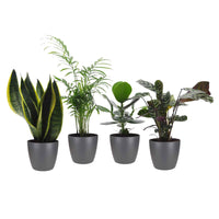 4x Plantes d'intérieur faciles - Mélange incl. cache-pots anthracites - Ensembles de plantes d'intérieur
