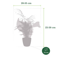 4x Plantes d'intérieur faciles - Mélange incl. cache-pots anthracites - Plantes d'intérieur : les tendances actuelles