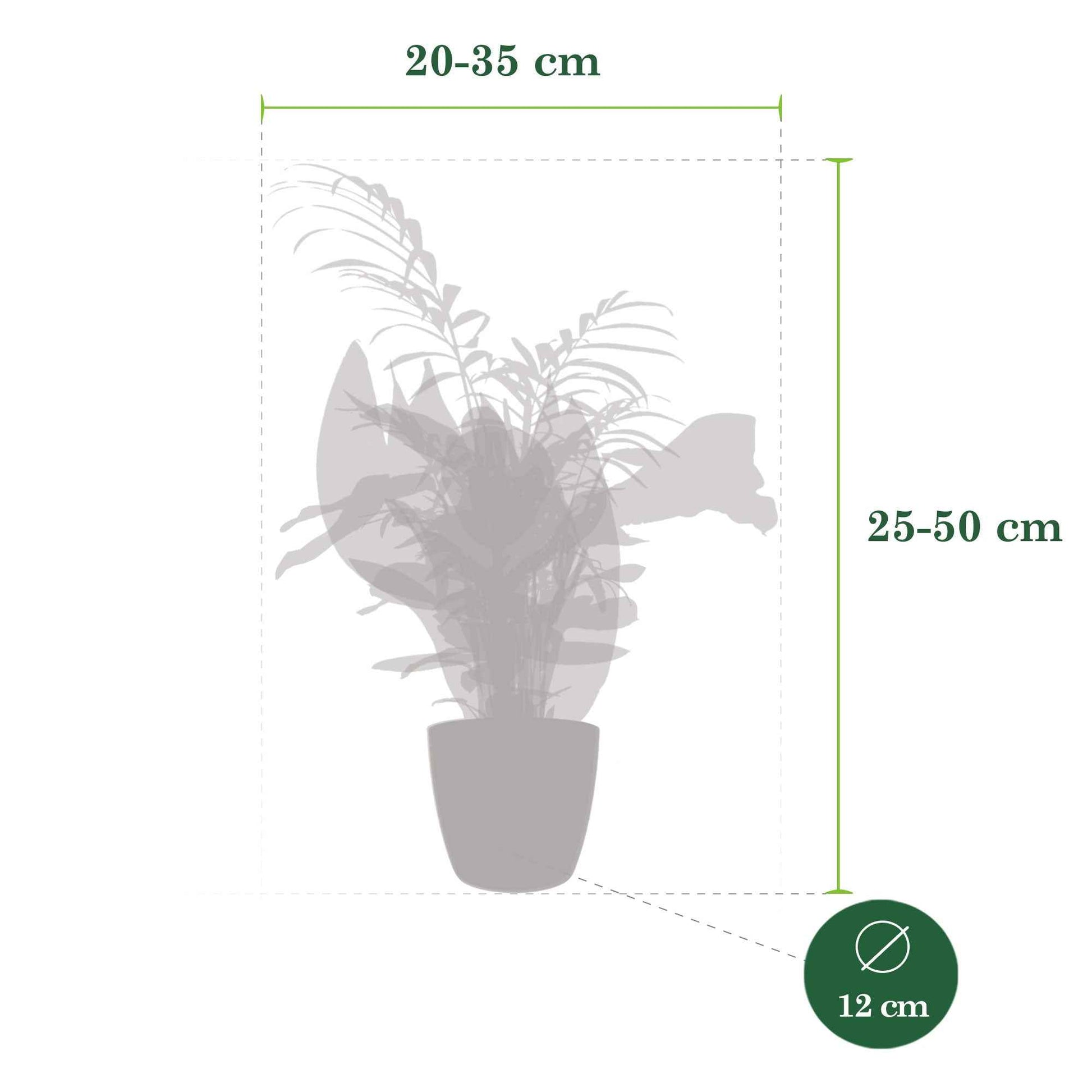 4x Plantes d'intérieur faciles - Mélange incl. cache-pots anthracites - Plantes d'intérieur : les tendances actuelles