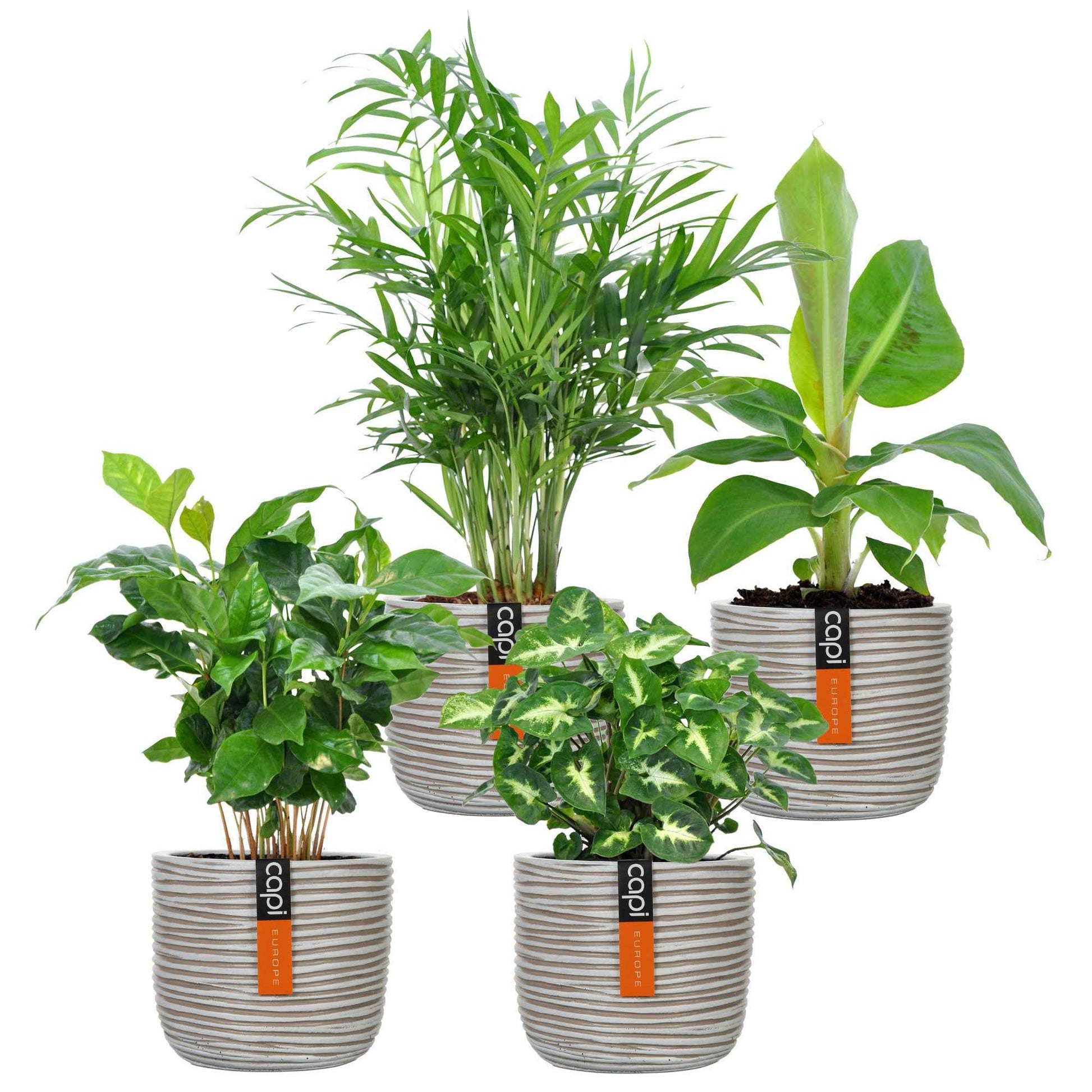 4x Plantes d'intérieur à la mode - Mélange incl. cache-pots crème - Plantes d'intérieur : les tendances actuelles