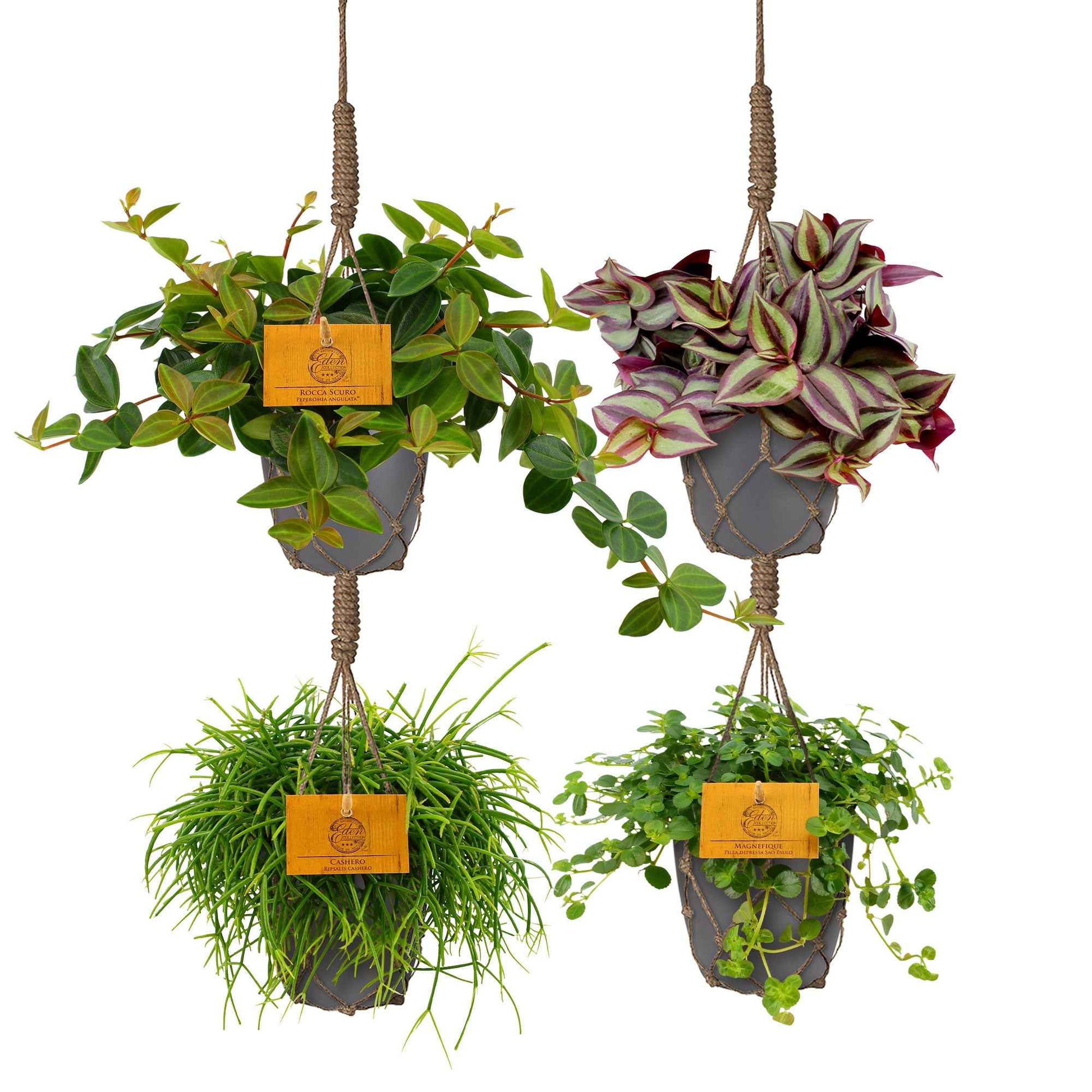 4x Plantes d'intérieur suspendues - Mélange incl. cache-pots anthracites et suspension - Ensembles de plantes d'intérieur