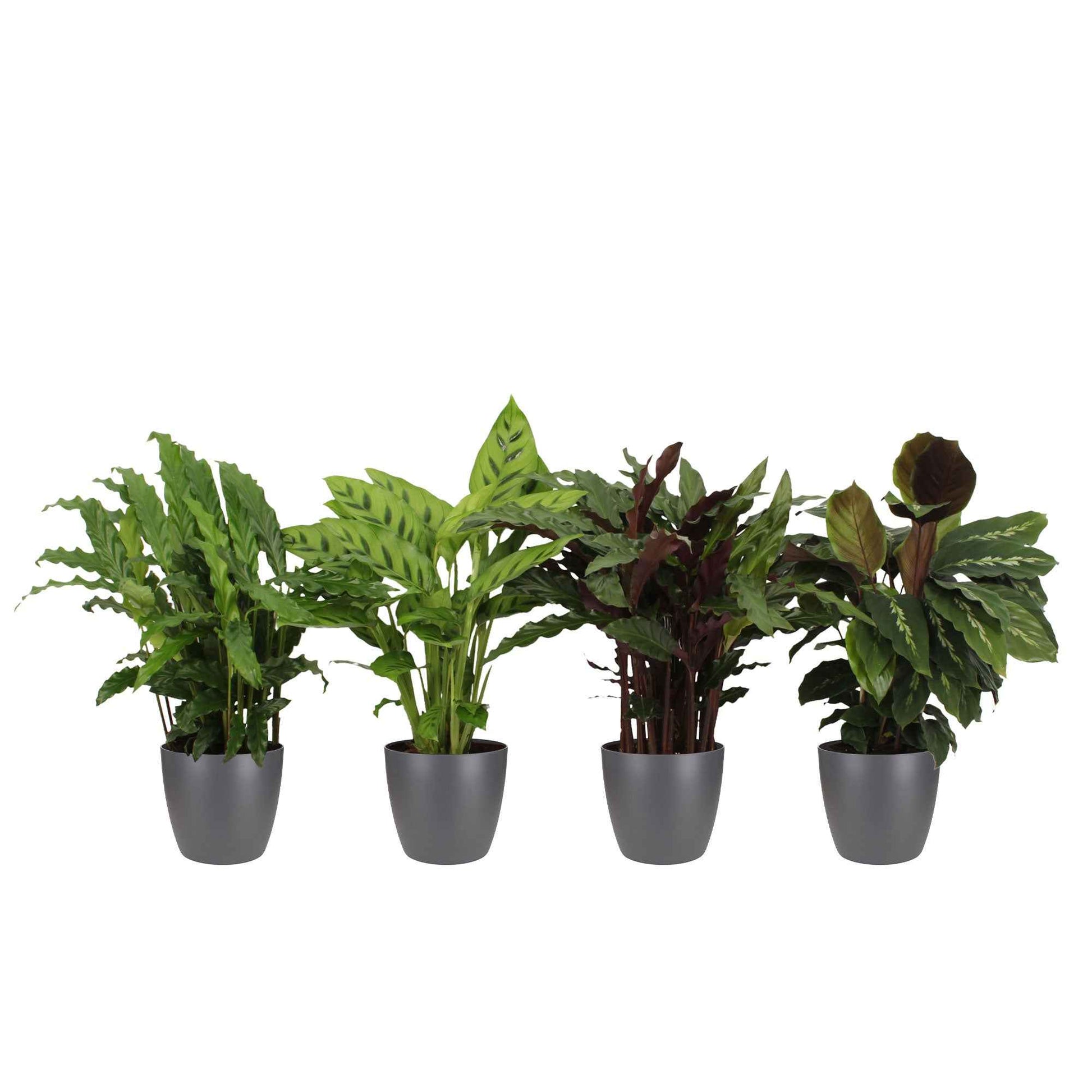 4x Calathéas purificatrices d'air - Mélange incl. cache-pots anthracites - Ensembles de plantes d'intérieur