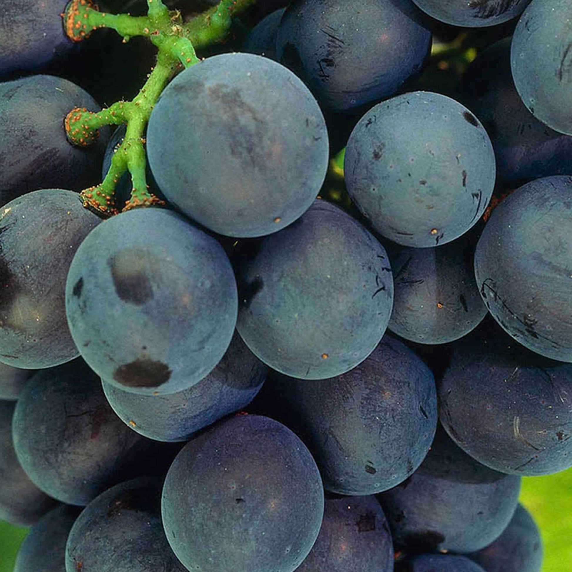 Vigne Vitis 'Venus' Bleu - Bio - Caractéristiques des plantes