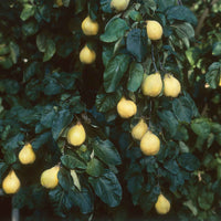 Cognassier  Cydonia 'Vranja' - Bio - Arbres fruitiers