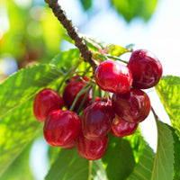 Cerisier nain Prunus avium 'Regina' Vert-Rouge-Blanc - Bio - Arbres fruitiers