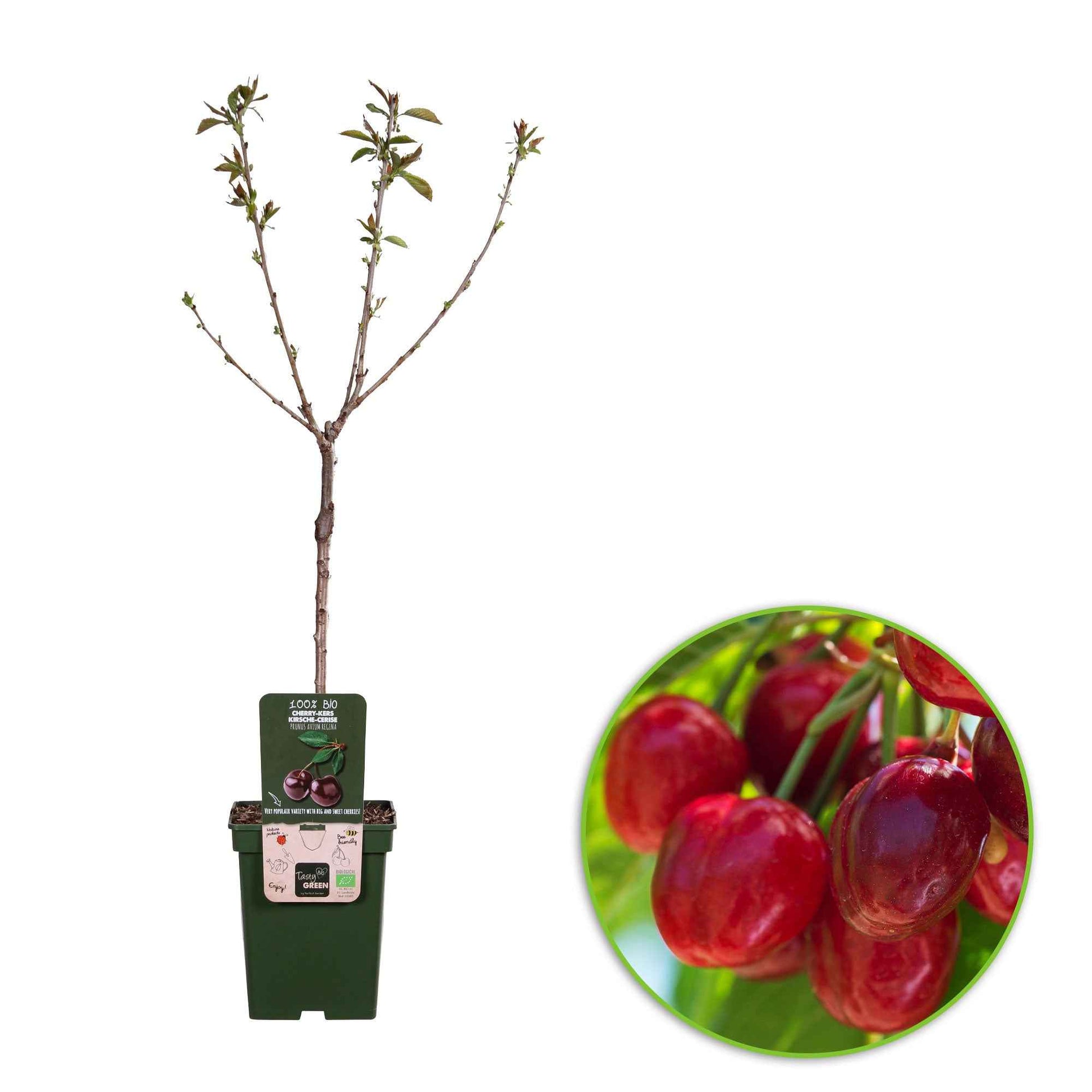 Cerisier nain Prunus avium 'Regina' Vert-Rouge-Blanc - Bio - Cerisier