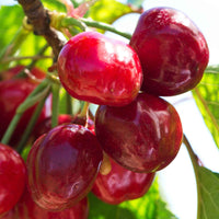 Cerisier nain Prunus avium 'Regina' Vert-Rouge-Blanc - Bio - Caractéristiques des plantes