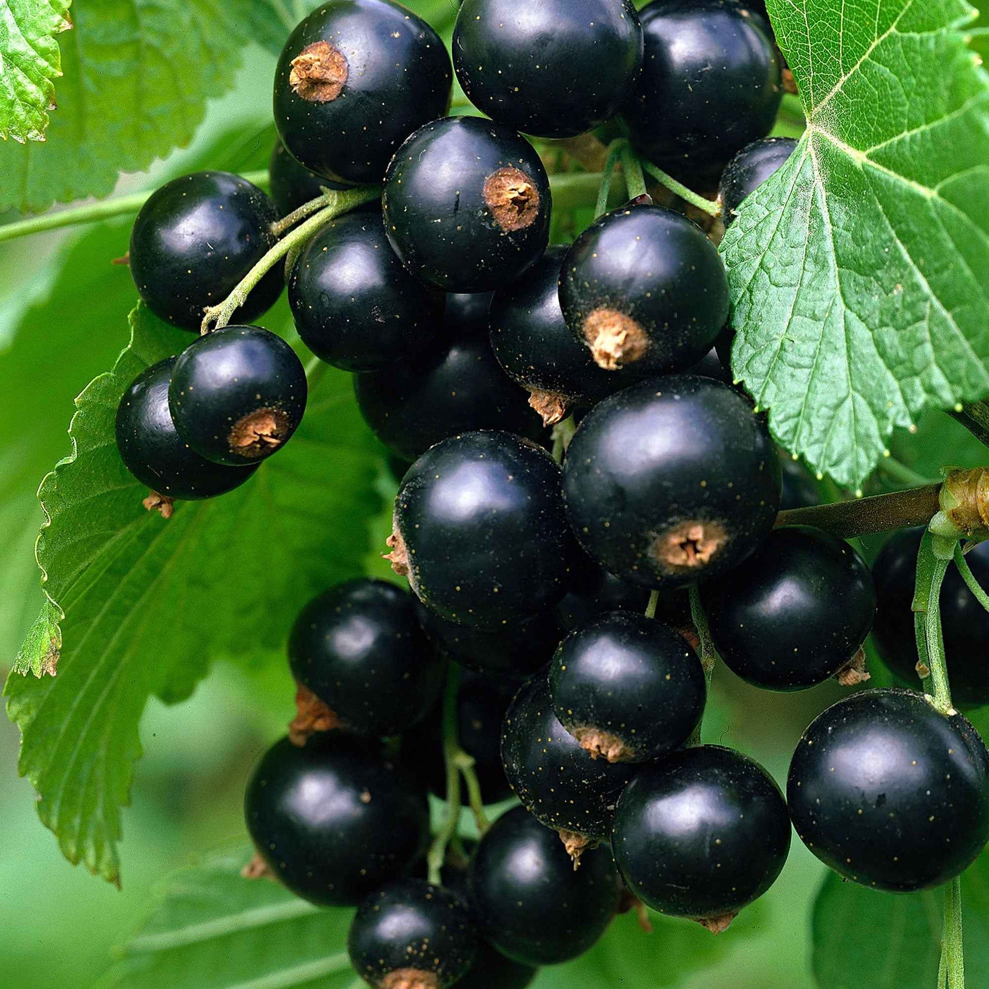 Cassis Ribes 'Little Black Sugar' Noir - Bio - Fruits