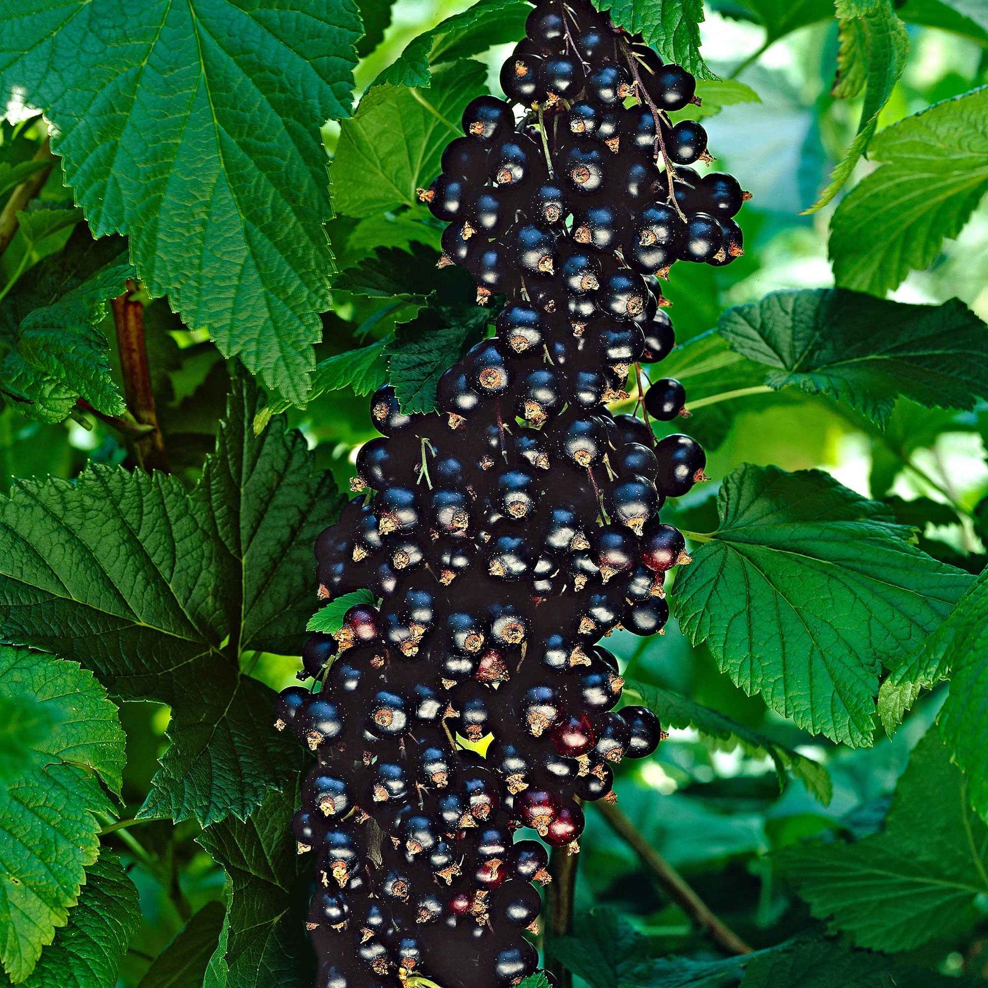 Cassis Ribes 'Little Black Sugar' Noir - Bio - Baies