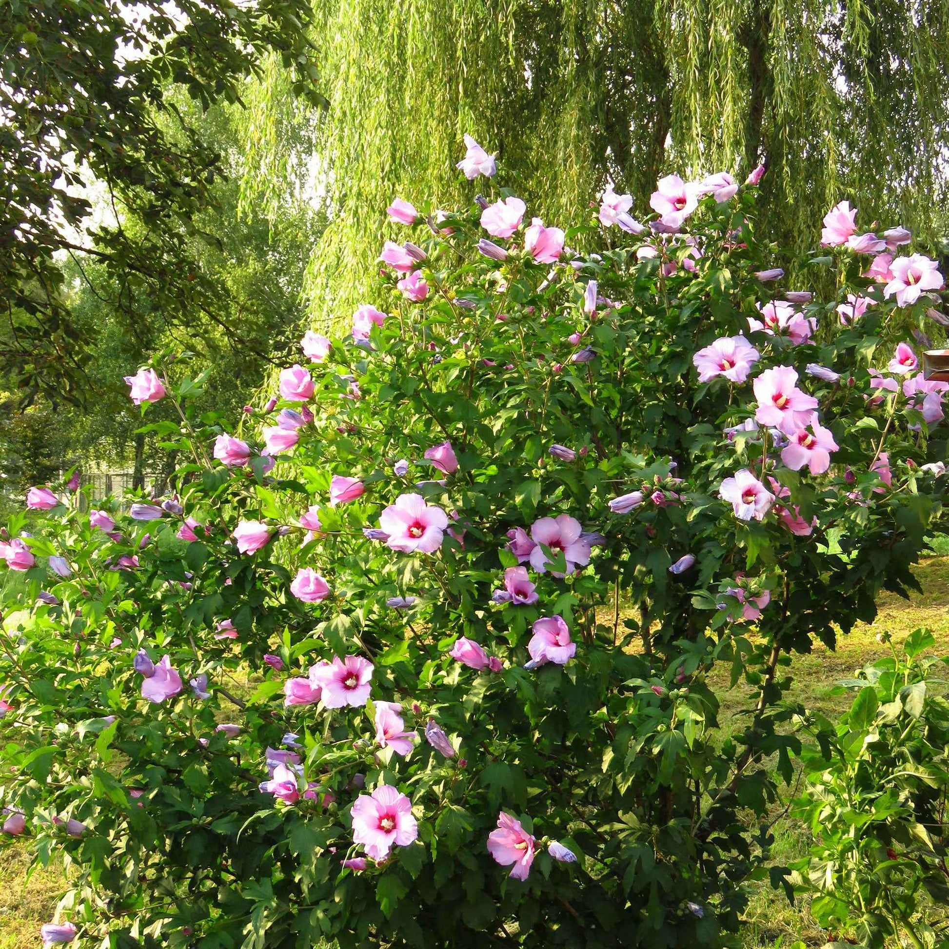 Hibiscus syriacus Rose-Violet - Arbustes