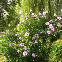 Hibiscus syriacus Rose-Violet - Arbustes de Balcon