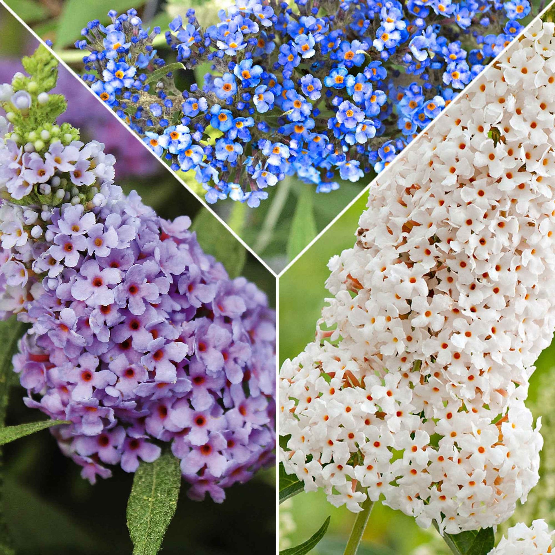 3x Arbre à papillons Buddleja 'Lilac Turtle' + 'White Swan' + 'Blue Sarah' bleu-violet-blanc - Arbre à papillons - Buddleja