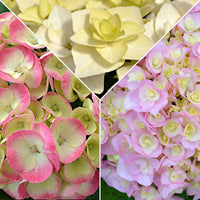3x Hortensia paysan Hydrangea 3x Hortensia Hydrangea - Mélange 'Doppio Pleasure' rose-violet-blanc Rose-Violet-Blanc - Arbustes