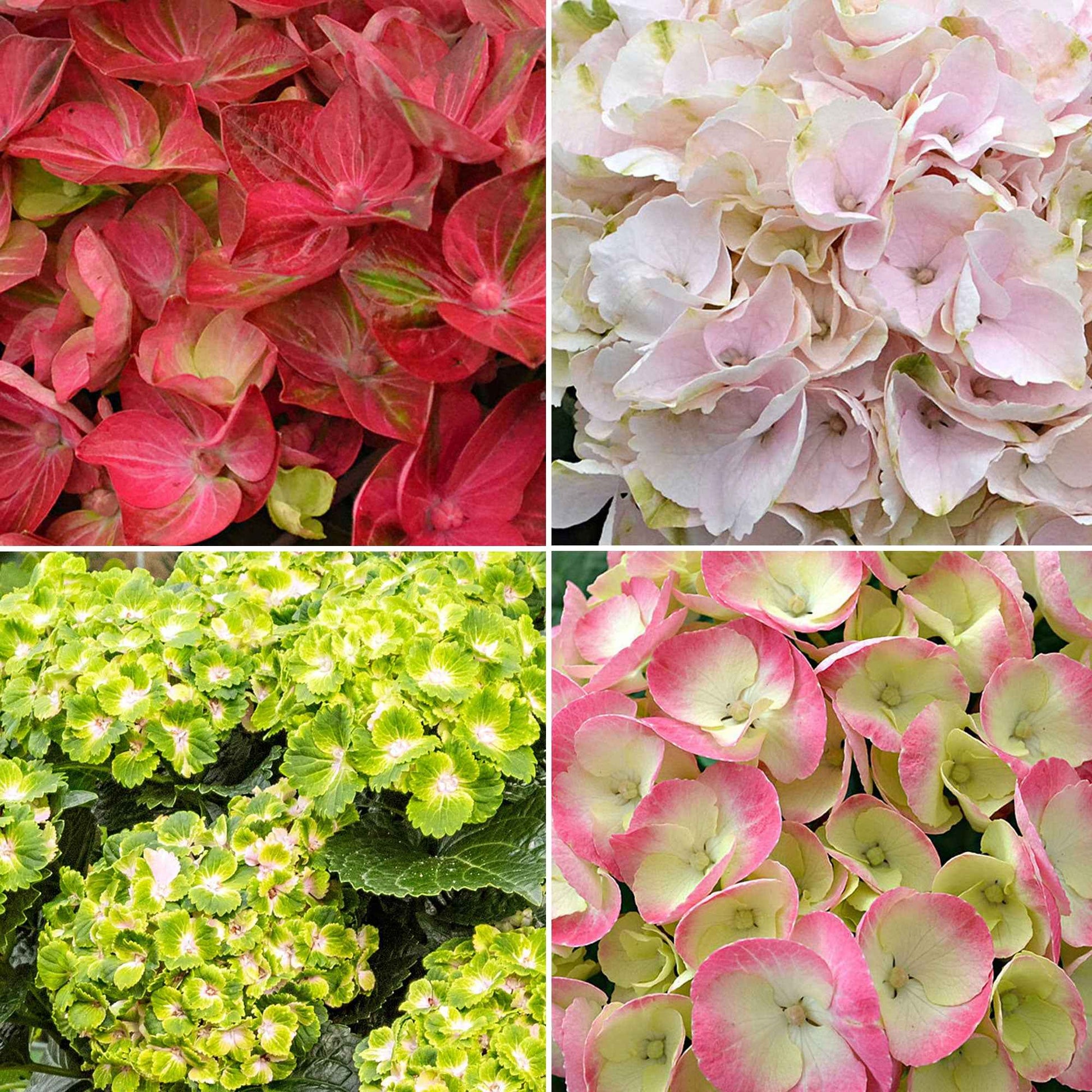 4x Hortensia Hydrangea - Mélange 'Colourful Dreaming' - Caractéristiques des plantes