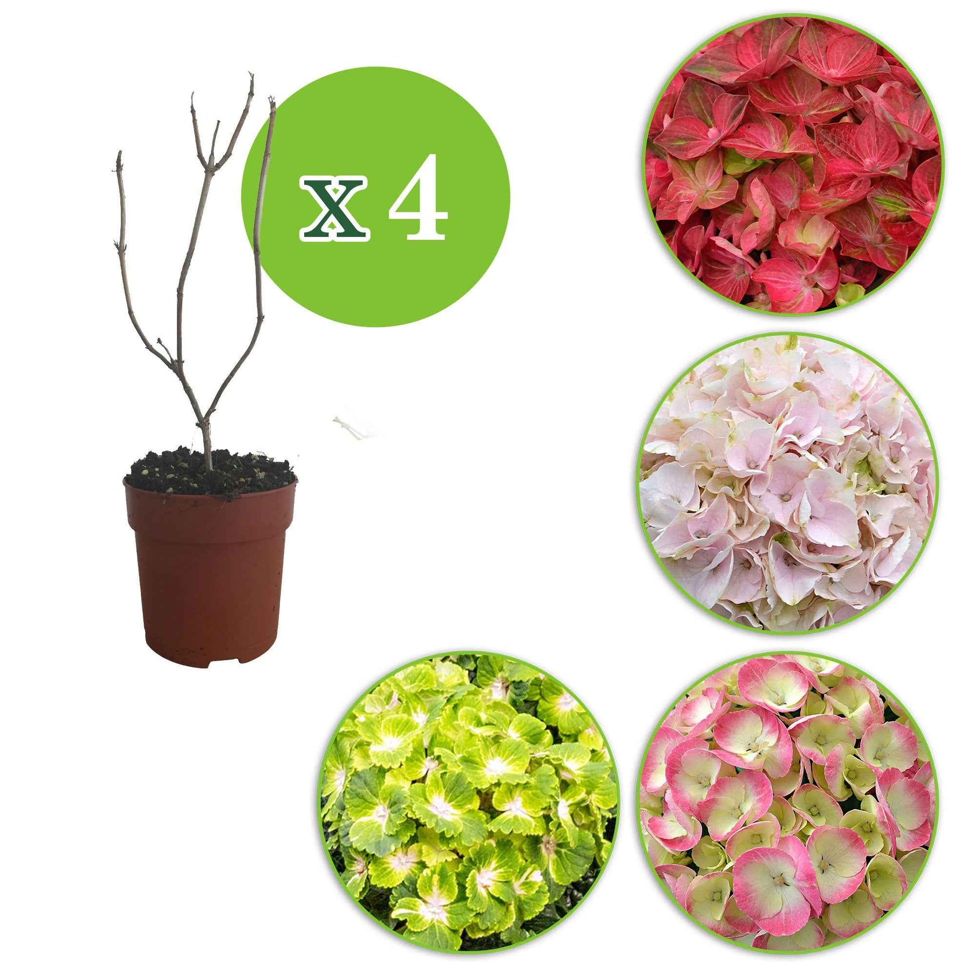 4x Hortensia Hydrangea - Mélange 'Colourful Dreaming' - Arbustes fleuris