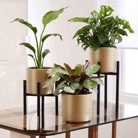 Mica Decorations table à plantes Scott noir - Accessoires pour pots de fleurs