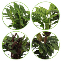4x Calathea, Ctenanthe - Mélange Plantes purificatrices d'air avec pot décoratif - Ensembles de plantes d'intérieur