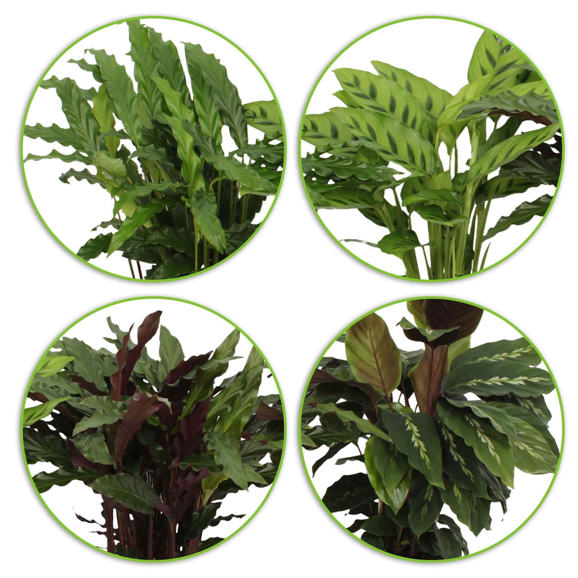 4x Calathea, Ctenanthe - Mélange Plantes purificatrices d'air avec pot décoratif - Ensembles de plantes d'intérieur