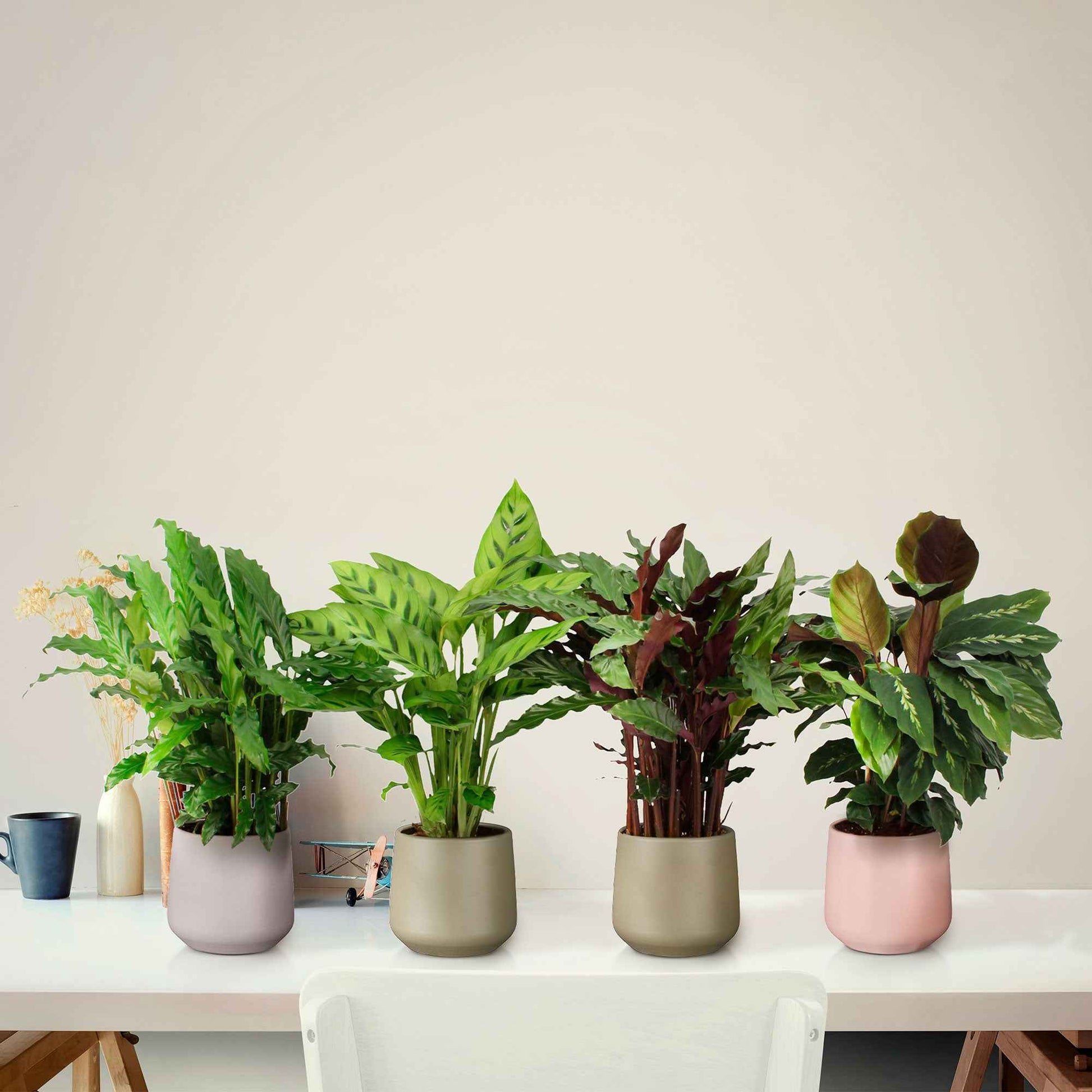 4x Calathea, Ctenanthe - Mélange Plantes purificatrices d'air avec pot décoratif - Calathéa avec cache-pot