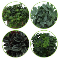 4x Plantes vertes d'intérieur - Mélange 'Eden Collection' incl. cache-pots et étagères pour plantes - Lots de plantes