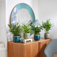4x Plante d'intérieur purificatrice d'air - Mélange incl. cache-pots verts et bleus - Collection colorée