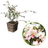 Camellia 'Cupido' blanc incl. panier - Arbustes
