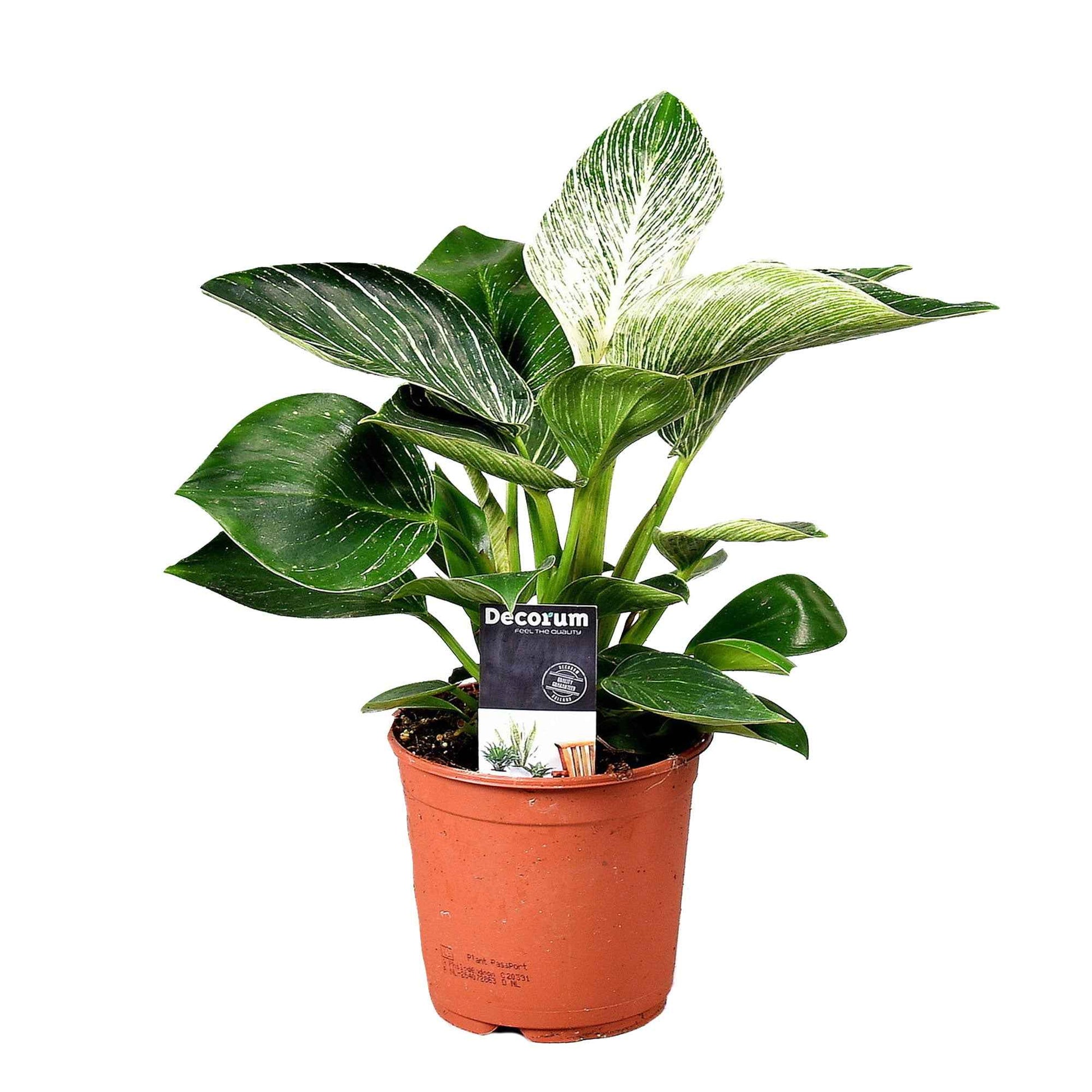 Philodendron 'Frosty' - Facile d’entretien