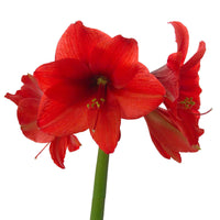 Wax Amaryllis Hippeastrum 'Kolibri' rouge - Bulbes de fleurs populaires