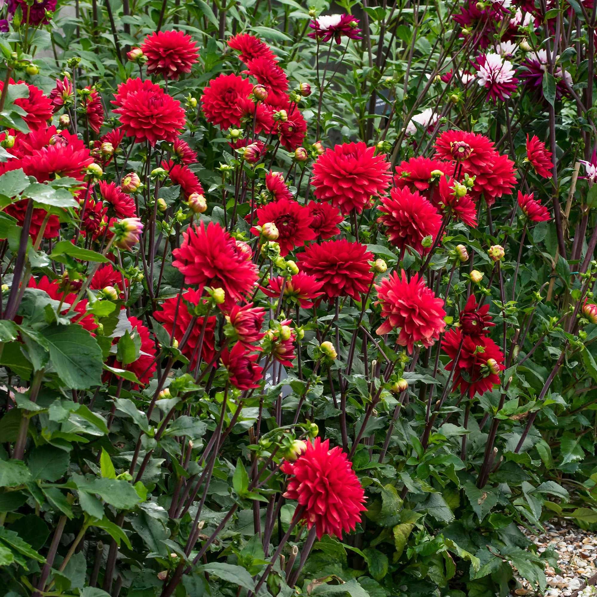 3x Dahlia 'Garden Wonder' rouge - Dahlias - Dahlia