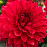 3x Dahlia 'Garden Wonder' rouge - Bulbes à fleurs