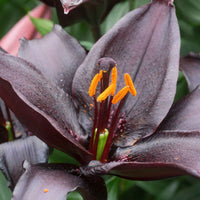 5x Lys Lilium 'Blacklist' rouge - Arbustes à papillons et plantes mellifères