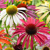 2x Échinacée Echinacea + 1x Rudbeckia - Mélange 'Flower Power' violet-blanc-jaune - Plants à racines nues - Bulbes d'été