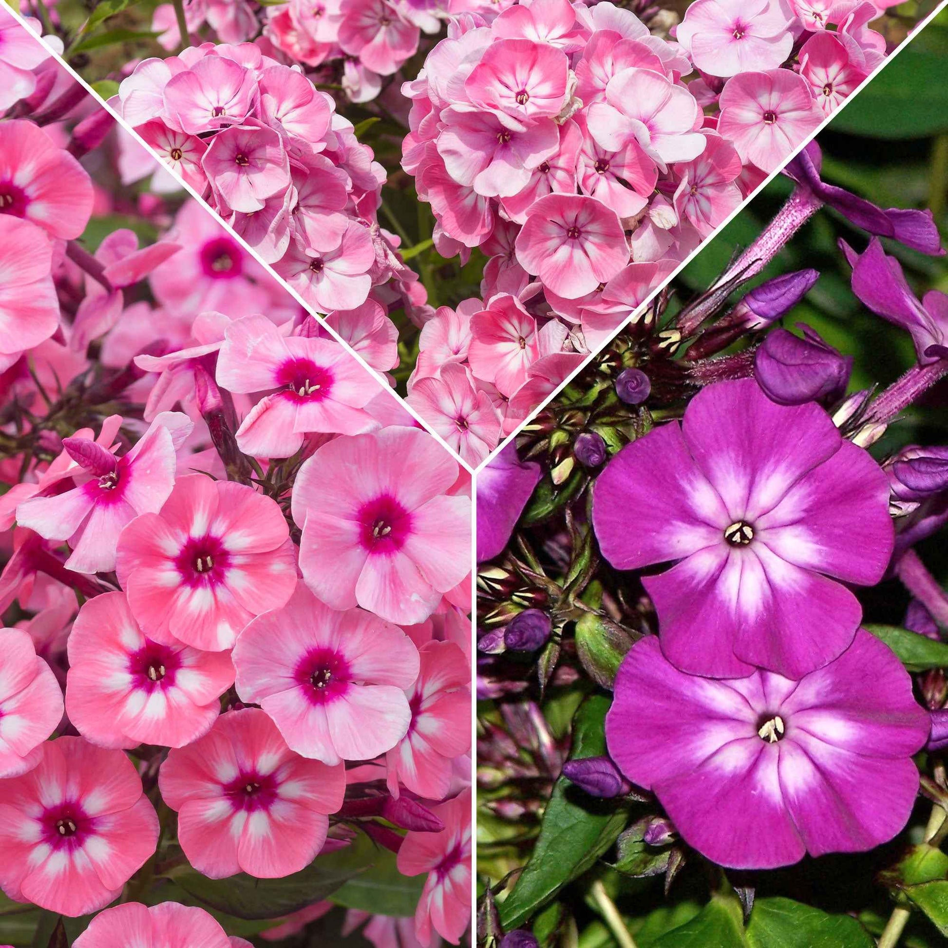 3x Phlox Phlox - Mélange rose-violet-blanc - Plants à racines nues - Arbustes à papillons et plantes mellifères