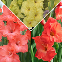 15x Glaïeul Gladiolus - Mélange 'Hot Spanish Sun' orangé-rouge-jaune - Bulbes d'été