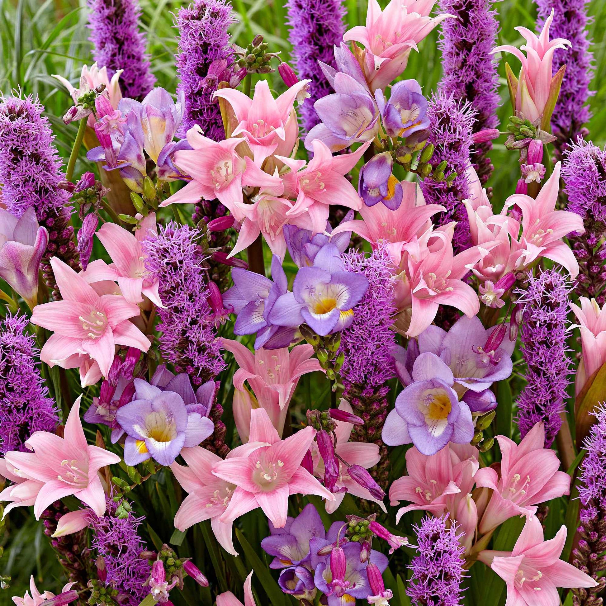 35x Bulbes de fleurs - Mélange 'Fragrant Pollinator Paradise' violet-rose-bleu - Arbustes à papillons et plantes mellifères