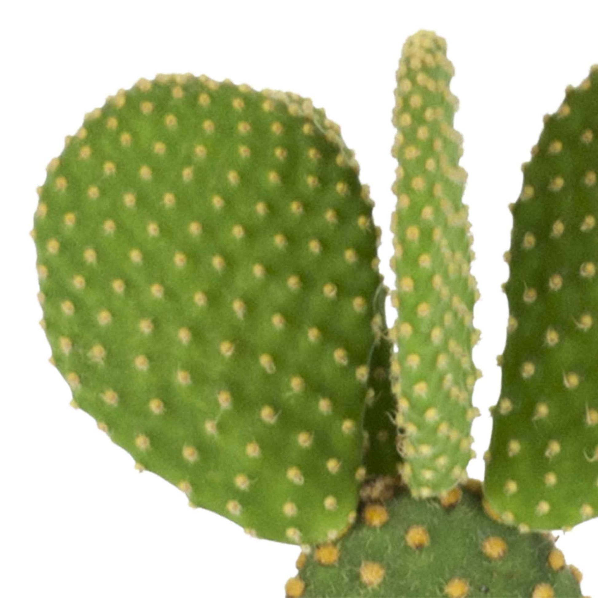 Cactus raquettes Opuntia microdays vert-jaune incl. cache-pot - Facile d’entretien