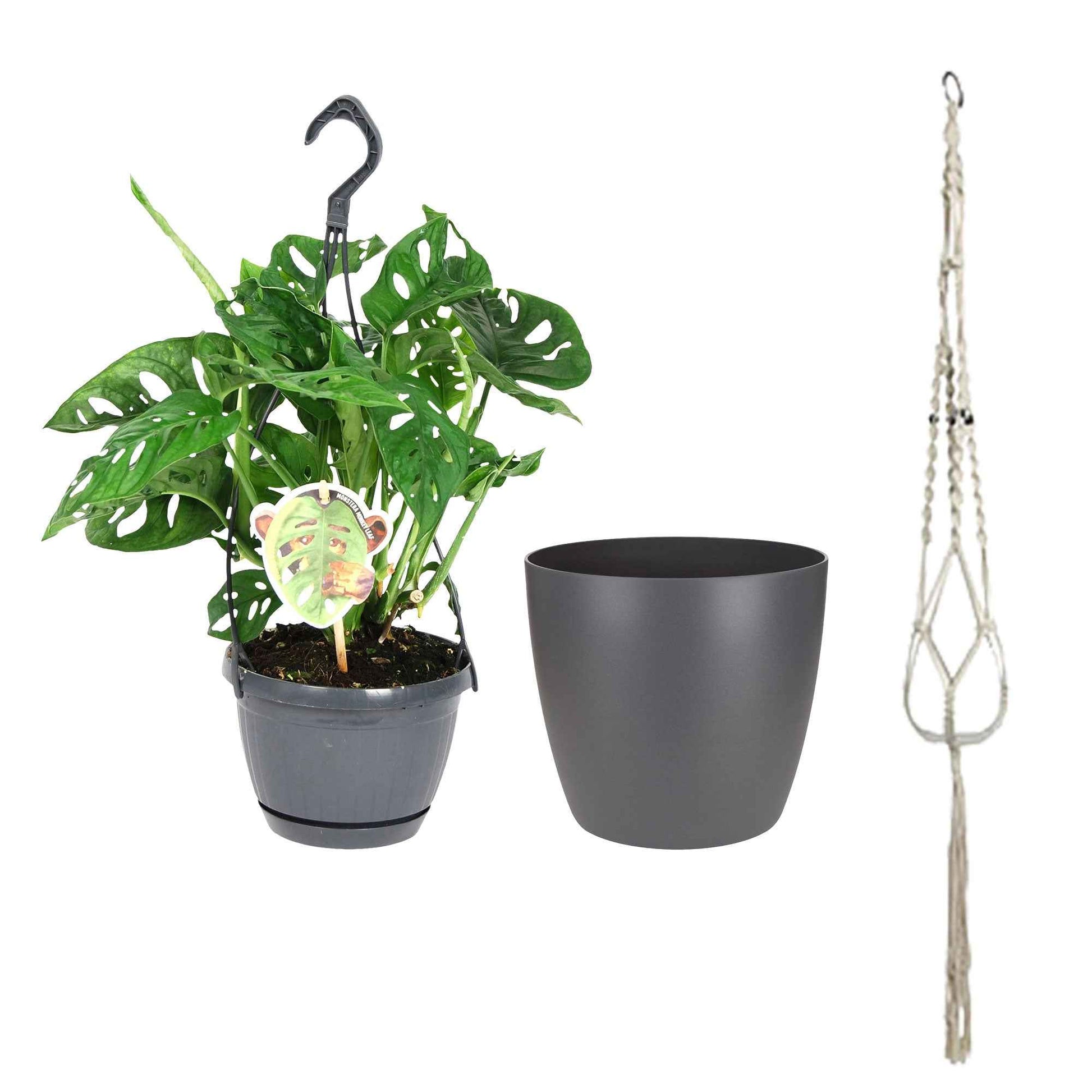 Plante à trous Monstera 'Monkey Leaf' incl. pot à fleurs et pot ornemental - Petites plantes d'intérieur
