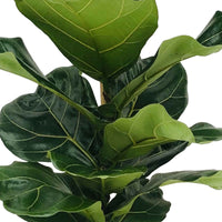 Figuier lyre Ficus lyrata XL - Plantes d'intérieur