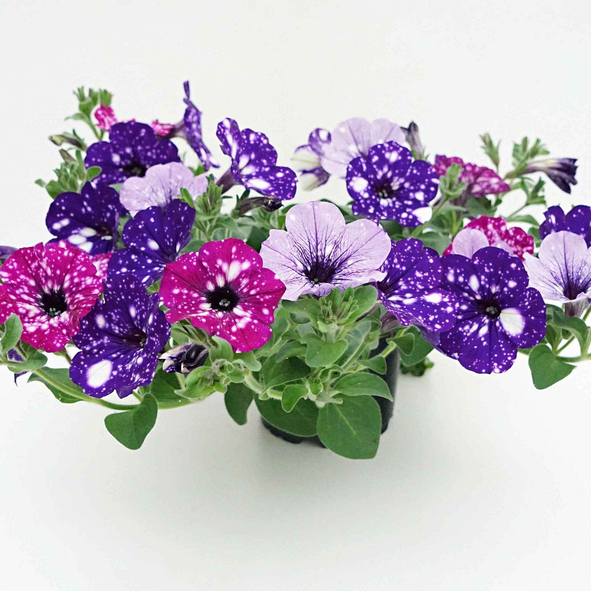 3x Petunia - Mélange 'Sky Mix' violet-rose-bleu - Plantes de balcon