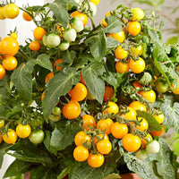 Tomate-cerise Lycopersicon 'Minibel' jaune - Potager