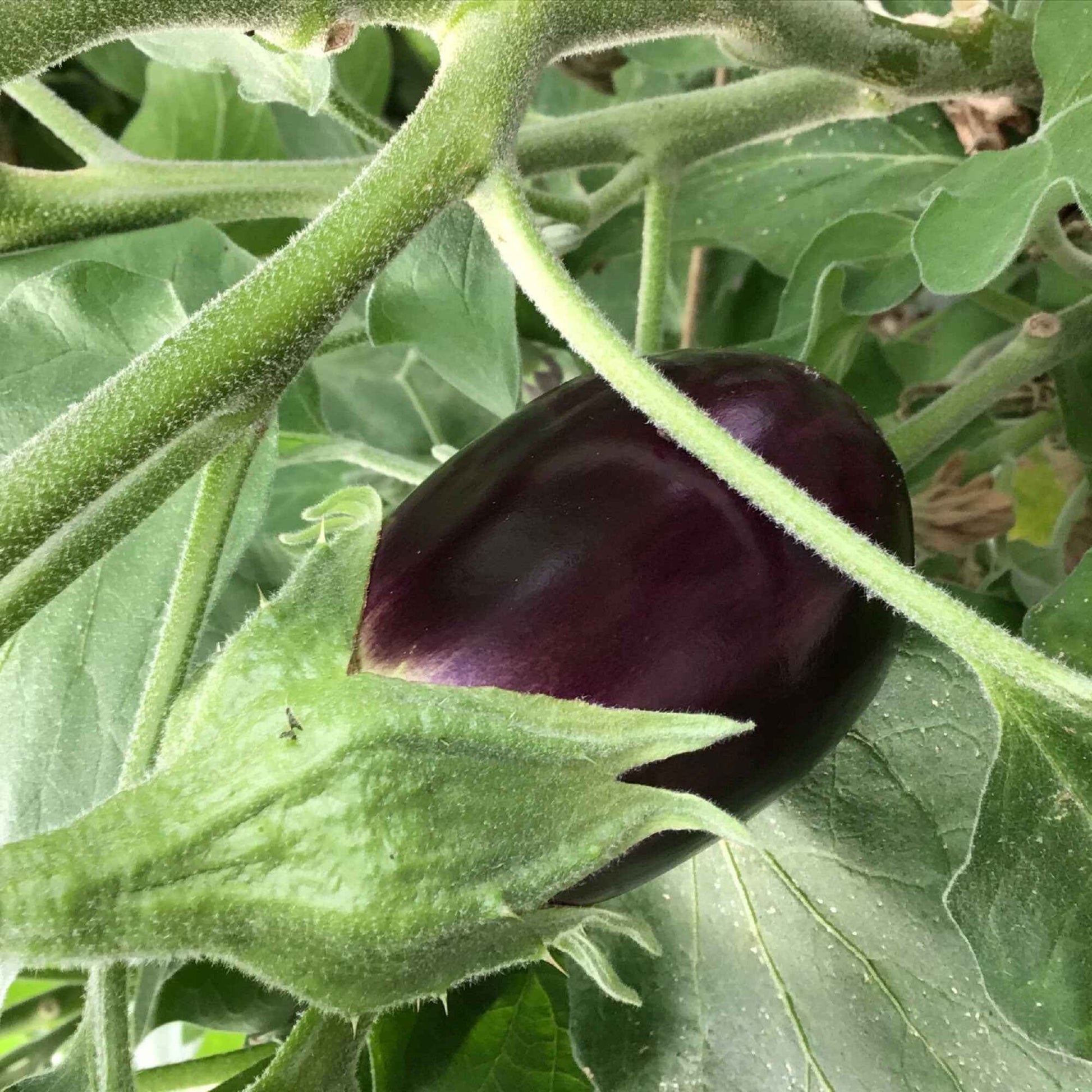 Aubergine Solanum 'Violetta Lunga' 10 m² - Semences de légumes - Potager