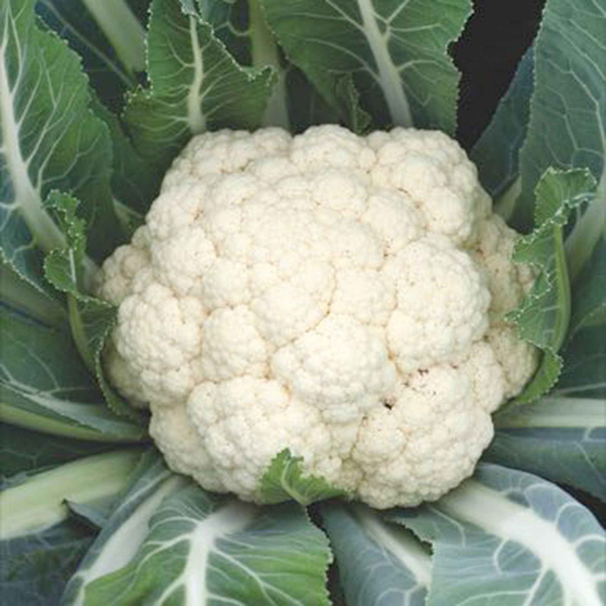 Chou-fleur Brassica 'Alpha' 20 m² - Semences de légumes - Choux