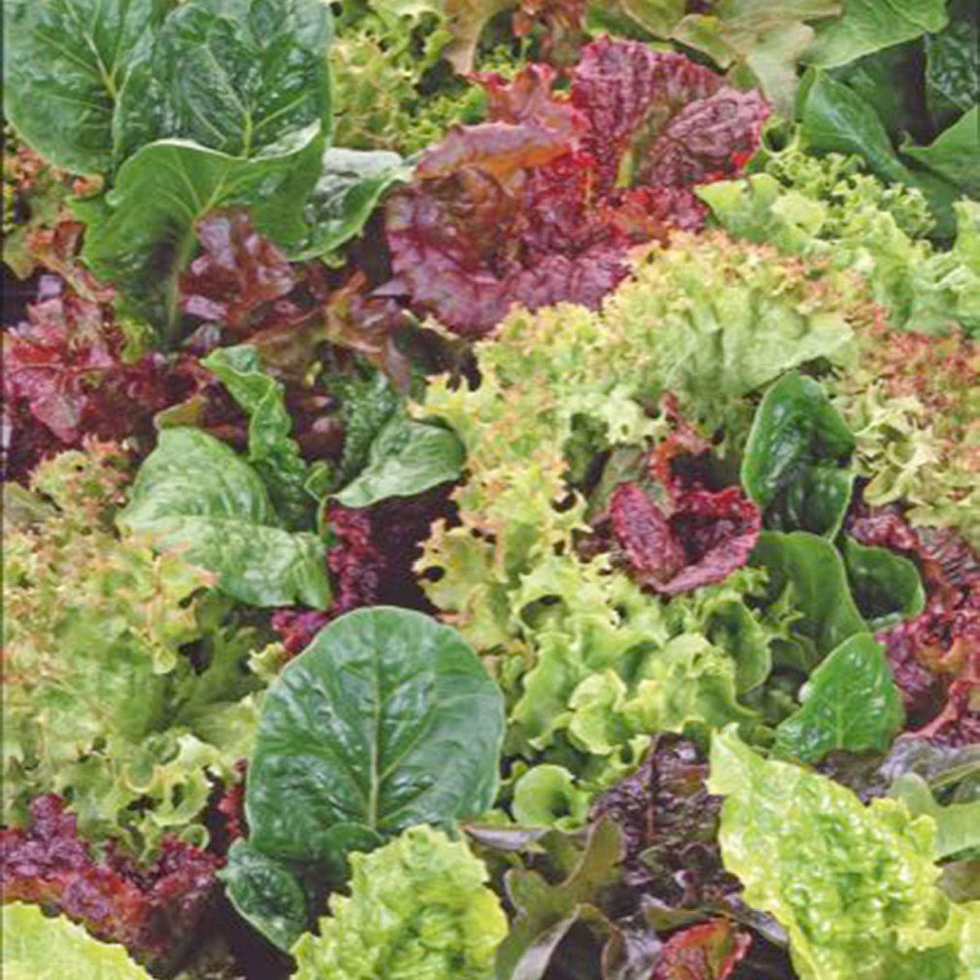 Laitue Lactuca - Mélange 10 m² - Semences de légumes - Graines
