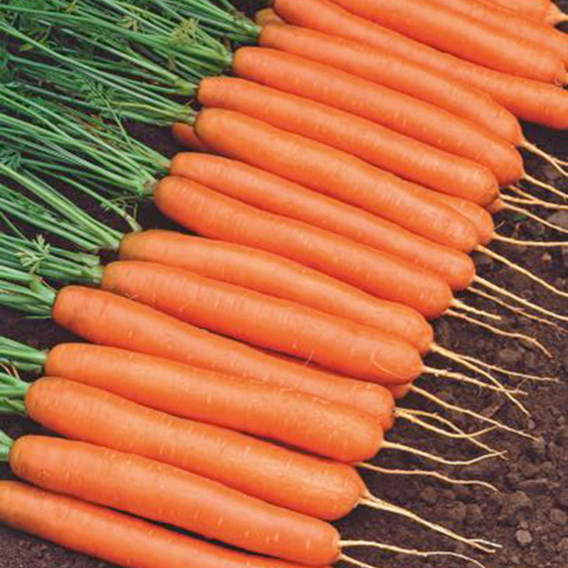 Carotte d'été Daucus 'Amsterdamse bak' 15 m² - Semences de légumes - Graines