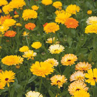 Souci Calendula 'Pacific Beauty' - Mélange jaune-orangé-blanc 2,5 m² - Semences de fleurs - Graines