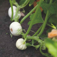 Courge Cucurbita 'Baby Boo' blanc 3 m² - Semences de légumes - Graines de Légumes