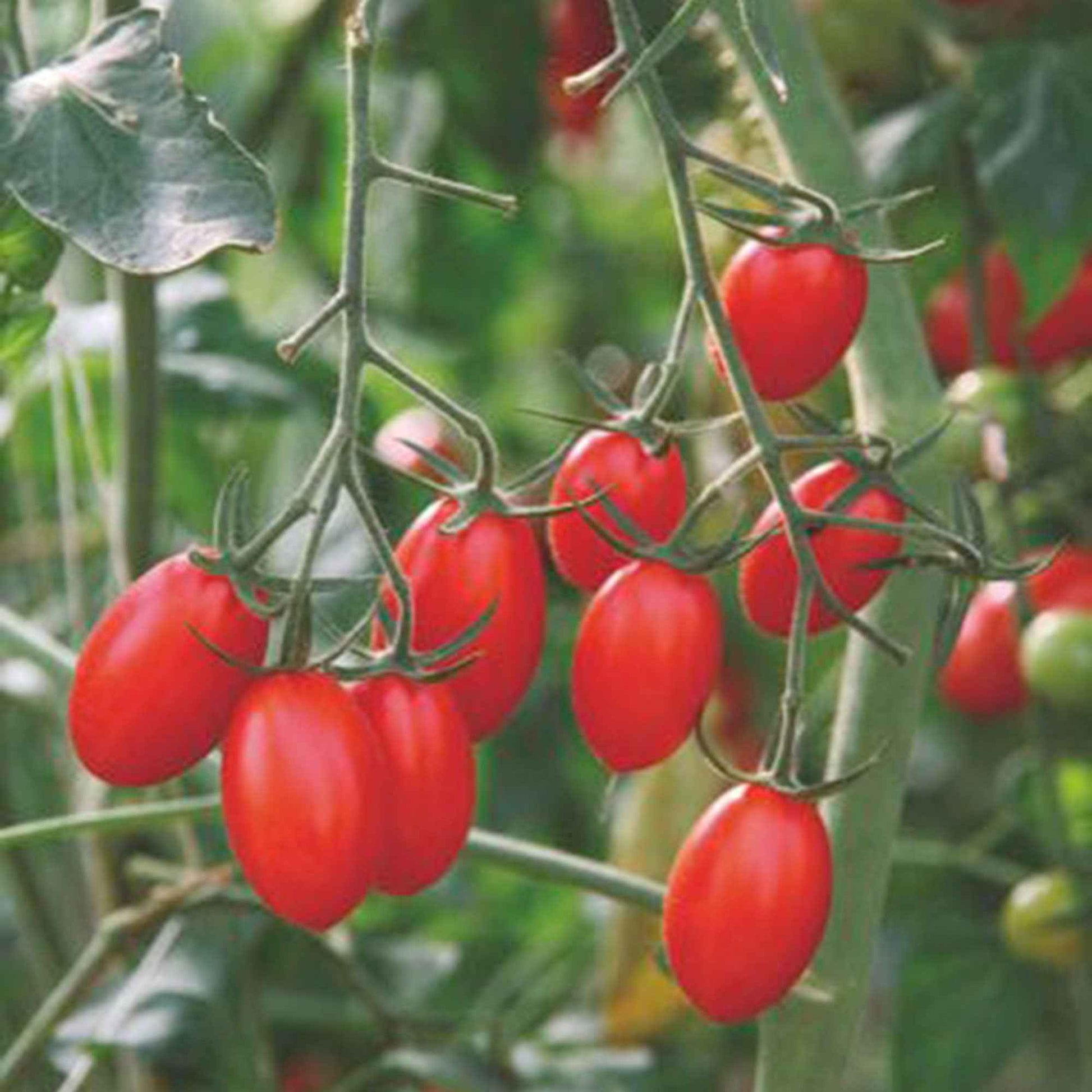 Tomate Solanum 'Ravello F1' 2 m² - Semences de légumes - Graines