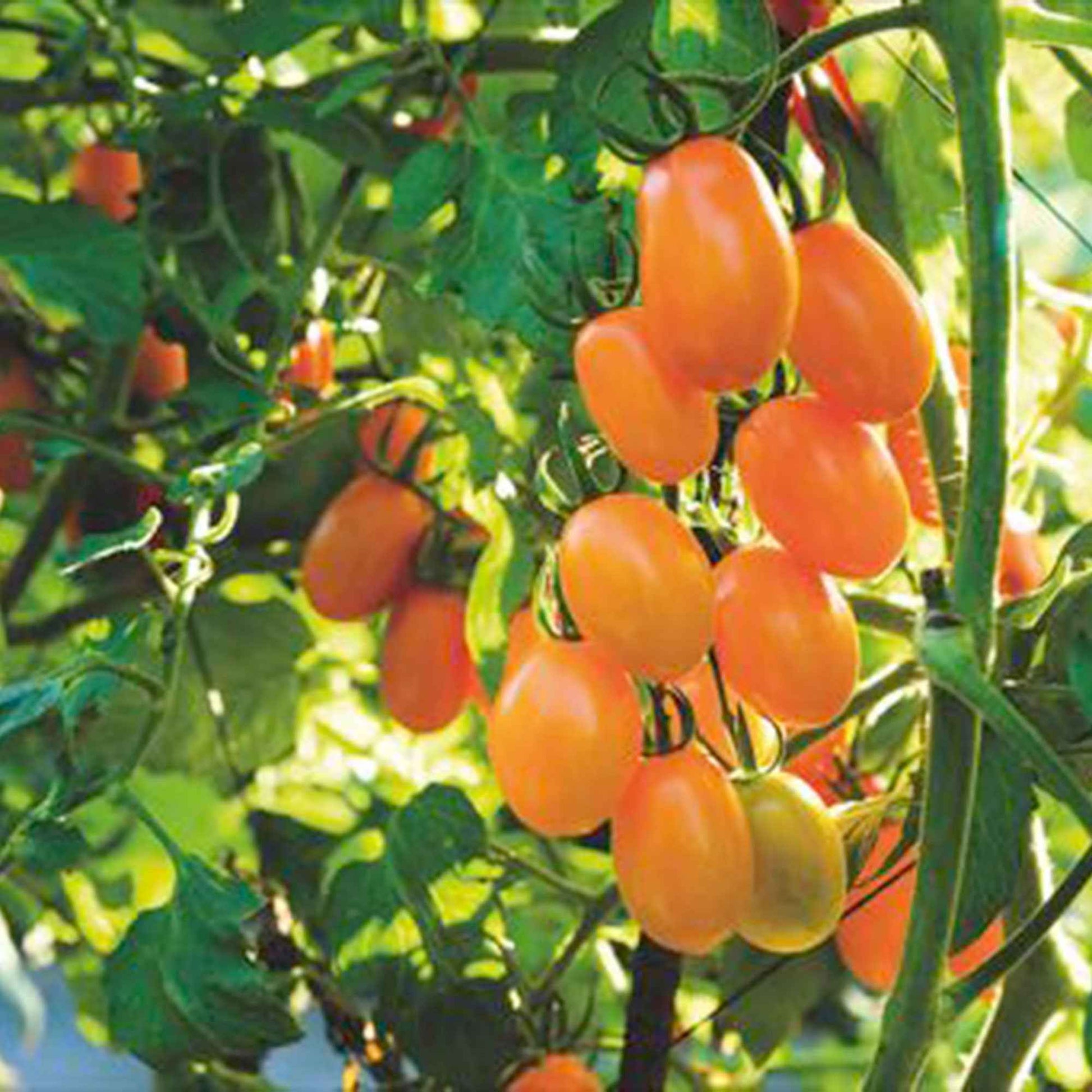 Tomate Solanum 'Dolly F1' jaune 2 m² - Semences de légumes - Tomates